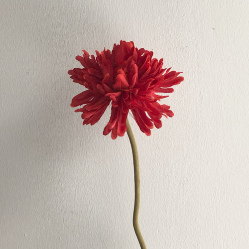 silkkikukka daalia punainen