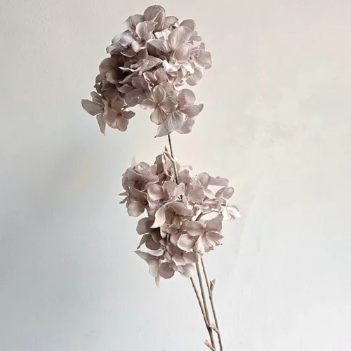 silkkikukka hortensia malva tekokukka tekokasvi