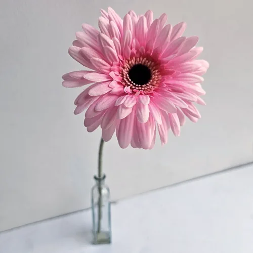 silkkikukka tekokukka gerbera vaaleanpunainen pinkki